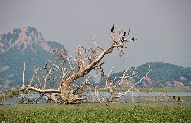 Jezero Skadar