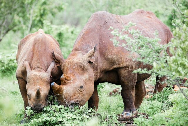 Viktoriiny vodopády