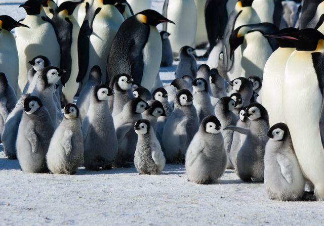 Zvířata ve volné přírodě