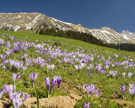 Příroda v Rakouských Alpách. Zdroj: wikimedia.org